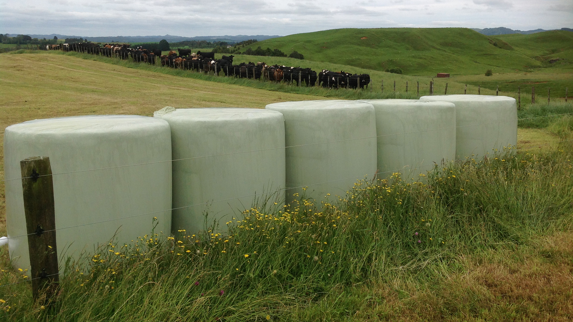 SilotitePro, Silotite, Effizienz, Ernte, Rolle