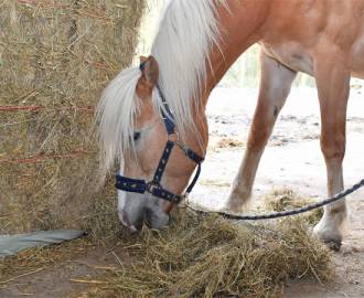 Haylage Better Value, Higher Quality and Safer than Hay for Animals and Humans